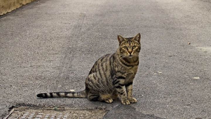 Cat Is Sitting On A Road Near Manhole